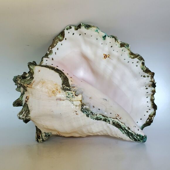 60s Lg Natural Queen Conch Seashell 12"x9"x6.5" Coral Pink Handpainted Vtg Shell - Picture 1 of 16